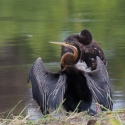 African Darter