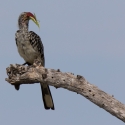 Red billed hornbill