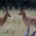 Male Impala