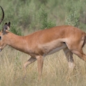 Male Impala