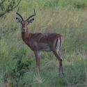 Male Impala