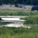 Male Elephant