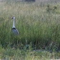 Wattled crane