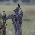 Senegal coucal