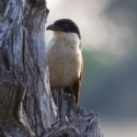 Senegal coucal