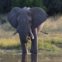 Male Elephant
