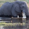 Male Elephant