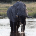 Male Elephant