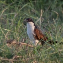 Senegal coucal