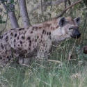 Hyena