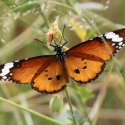 Monarch Butterflies