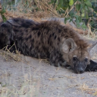 Hyena