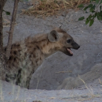 Hyena