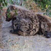 Hyena