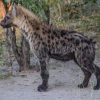 Hyena