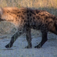 Hyena