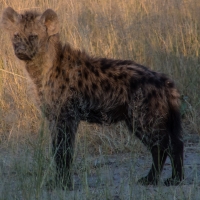 Hyena