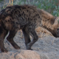 Hyena