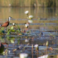 Jacana