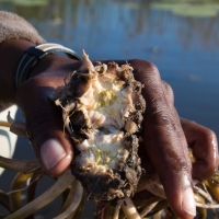 Water Lily Rhizome