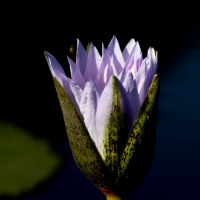 Water Lily