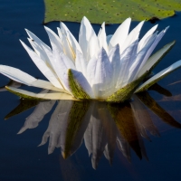 Water Lily