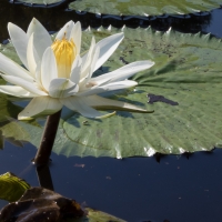 Night Water Lily