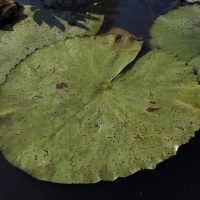 Water lily leaves