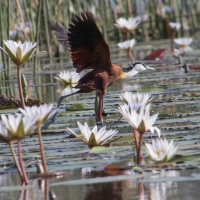 Jacana