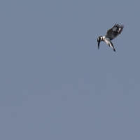 Pied Kingfisher