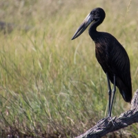 Open Billed Stork