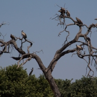 White back Vultures