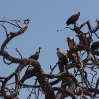 White back Vultures