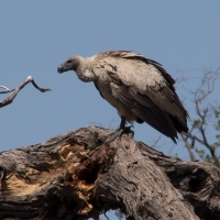 White back Vultures