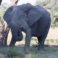 Elephant throwing dust