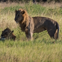 Male Lion