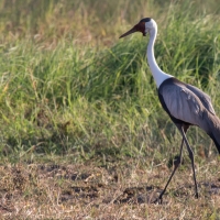 Wattled Crane