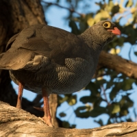 Red billed Spurfowl