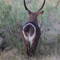 Water buck