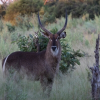 Water buck