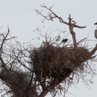 Buffalo weaver nest