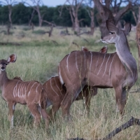 Female Kudu