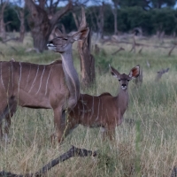 Kudu