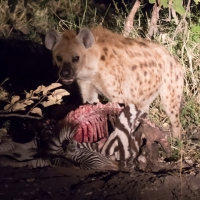 Hyena eating Zebra