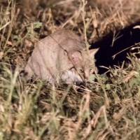 African wildcat