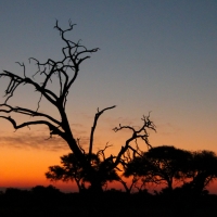 Botswana Sunset