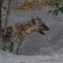 Hyena