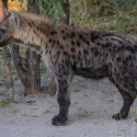 Hyena