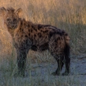 Hyena