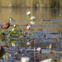 Jacana